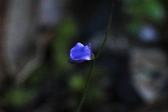 Utricularia lateriflora