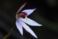 Caladenia alata