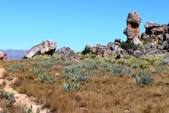 Rafnia amplexicaulis