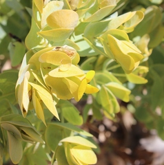 Rafnia amplexicaulis