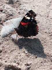 Vanessa atalanta