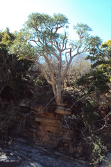 Cussonia sphaerocephala