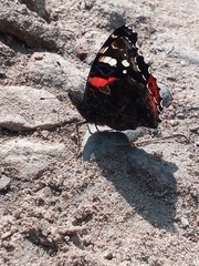 Vanessa atalanta
