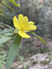 Hibbertia dentata