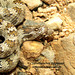 Lytorhynchus ridgewayi - Photo (c) hossein_nabizadeh, algunos derechos reservados (CC BY-NC)
