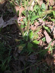 Plantago virginica