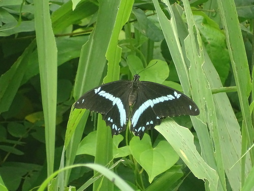Papilio nireus nireus