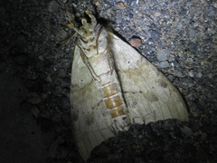 Gangarides coreanus