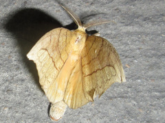 Gangarides coreanus