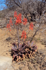 Aloe mudenensis