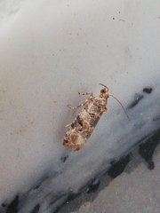 Lobesia botrana