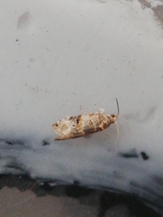 Lobesia botrana