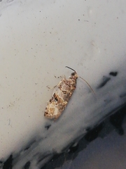 Lobesia botrana