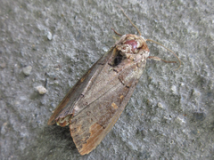 Phalera grotei