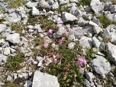 Dianthus sternbergii