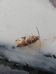 Lobesia botrana