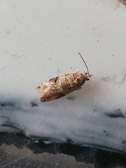 Lobesia botrana