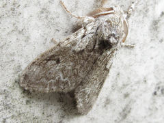 Calliteara argentata