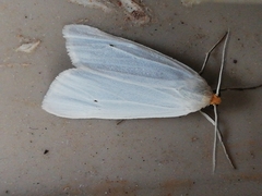 Coscinia chrysocephala