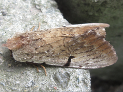 Lophocosma atriplaga