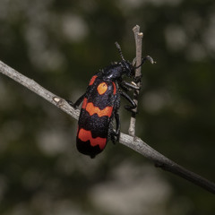 Hycleus biundulatus