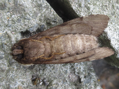 Lophocosma atriplaga