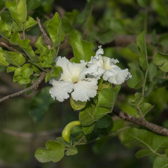 Dolichandrone falcata
