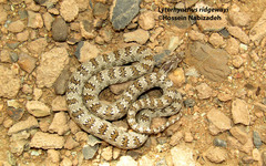 Lytorhynchus ridgewayi