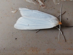 Coscinia chrysocephala