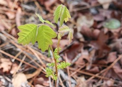 Toxicodendron pubescens