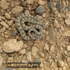 Lytorhynchus ridgewayi