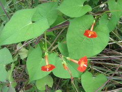 Ipomoea rubriflora