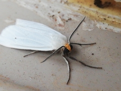 Coscinia chrysocephala