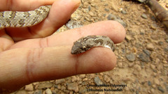 Lytorhynchus ridgewayi