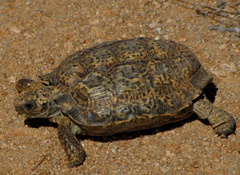 Chersobius signatus
