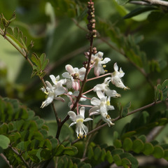 Pterolobium hexapetalum