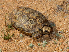 Chersobius signatus