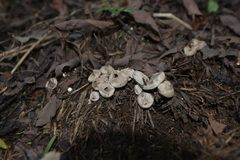 Lycoperdon norvegicum