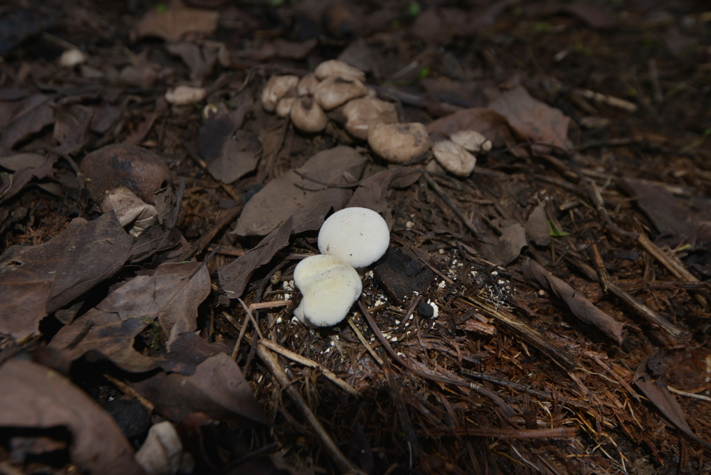 Lycoperdon norvegicum