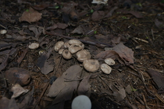 Lycoperdon norvegicum