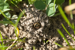 Lasioglossum marginatum