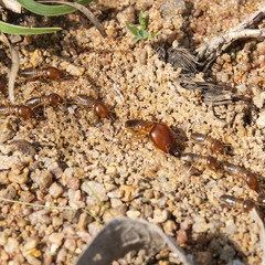 Macrotermes convulsionarius