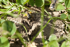 Lasioglossum marginatum