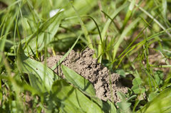 Lasioglossum marginatum