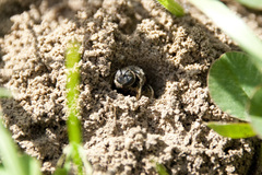 Lasioglossum marginatum