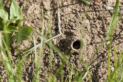 Lasioglossum marginatum