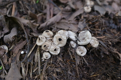Lycoperdon norvegicum