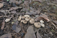 Lycoperdon norvegicum
