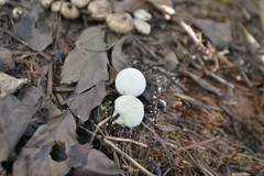 Lycoperdon norvegicum