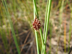 Chorizandra cymbaria